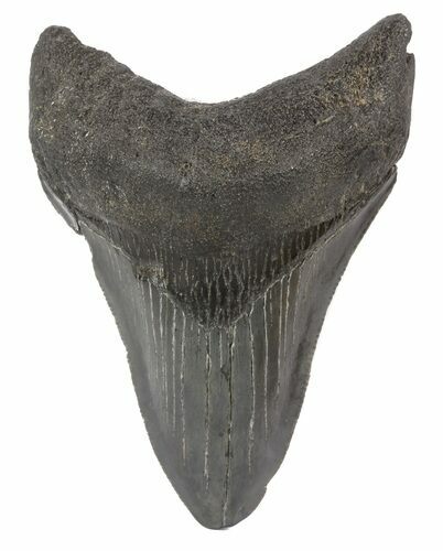 Serrated, Fossil Megalodon Tooth - South Carolina #51122